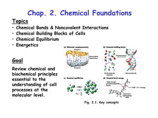 Chap. 2. Chemical Foundations
Topics
• Chemical Bonds & Noncovalent Interactions
• Chemical Building Blocks of Cells
• Chemical Equilibrium
• Energetics
Goal
Review chemical and
biochemical principles
essential to the
understanding of cell
processes at the
molecular level.
Fig. 2.1. Key concepts
 
