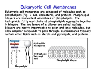 Eukaryotic Cell Membranes
Eukaryotic cell membranes are composed of molecules such as
phospholipids (Fig. 2.13), cholesterol, and proteins. Phospholipid
bilayers are noncovalent assemblies of phospholipids. The
hydrophobic fatty acyl chains of phospholipids aggregate together
in bilayers. The two layers of a bilayer are called leaflets.
Bilayers are mostly impermeable to polar and ionic molecules, but
allow nonpolar compounds to pass through. Biomembranes typically
contain other lipids such as sterols and glycolipids, and proteins.
 