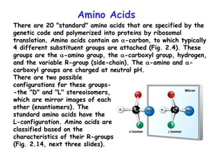 Amino Acids
There are 20 "standard" amino acids that are specified by the
genetic code and polymerized into proteins by ribosomal
translation. Amino acids contain an a-carbon, to which typically
4 different substituent groups are attached (Fig. 2.4). These
groups are the a-amino group, the a-carboxyl group, hydrogen,
and the variable R-group (side-chain). The a-amino and a-
carboxyl groups are charged at neutral pH.
There are two possible
configurations for these groups-
-the "D" and "L" stereoisomers,
which are mirror images of each
other (enantiomers). The
standard amino acids have the
L-configuration. Amino acids are
classified based on the
characteristics of their R-groups
(Fig. 2.14, next three slides).
 