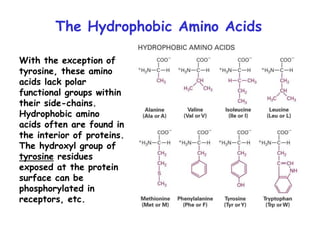 The Hydrophobic Amino Acids
With the exception of
tyrosine, these amino
acids lack polar
functional groups within
their side-chains.
Hydrophobic amino
acids often are found in
the interior of proteins.
The hydroxyl group of
tyrosine residues
exposed at the protein
surface can be
phosphorylated in
receptors, etc.
 