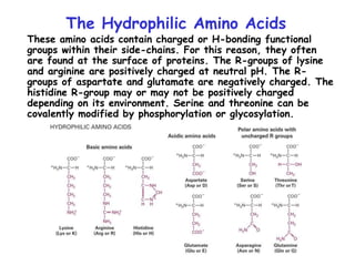The Hydrophilic Amino Acids
These amino acids contain charged or H-bonding functional
groups within their side-chains. For this reason, they often
are found at the surface of proteins. The R-groups of lysine
and arginine are positively charged at neutral pH. The R-
groups of aspartate and glutamate are negatively charged. The
histidine R-group may or may not be positively charged
depending on its environment. Serine and threonine can be
covalently modified by phosphorylation or glycosylation.
 