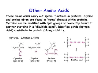 Other Amino Acids
These amino acids carry out special functions in proteins. Glycine
and proline often are found in "turns" (bends) within proteins.
Cysteine can be modified with lipid groups or covalently bound to
another cysteine in a "disulfide bond". Disulfide bonds (bottom
right) contribute to protein folding stability.
Disulfide bond
 