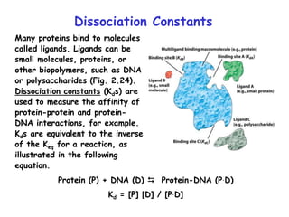 Dissociation Constants
Many proteins bind to molecules
called ligands. Ligands can be
small molecules, proteins, or
other biopolymers, such as DNA
or polysaccharides (Fig. 2.24).
Dissociation constants (Kds) are
used to measure the affinity of
protein-protein and protein-
DNA interactions, for example.
Kds are equivalent to the inverse
of the Keq for a reaction, as
illustrated in the following
equation.
Protein (P) + DNA (D)  Protein-DNA (P.D)
Kd = [P] [D] / [P.D]
 