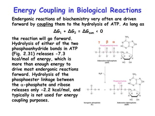 Energy Coupling in Biological Reactions
Endergonic reactions of biochemistry very often are driven
forward by coupling them to the hydrolysis of ATP. As long as
∆G1 + ∆G2 = ∆Gsum < 0
the reaction will go forward.
Hydrolysis of either of the two
phosphoanhydride bonds in ATP
(Fig. 2.31) releases -7.3
kcal/mol of energy, which is
more than enough energy to
drive most endergonic reactions
forward. Hydrolysis of the
phosphoester linkage between
the a-phosphate and ribose
releases only -2.2 kcal/mol, and
typically is not used for energy
coupling purposes.
a
b
g
 