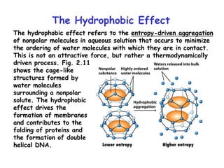 The Hydrophobic Effect
The hydrophobic effect refers to the entropy-driven aggregation
of nonpolar molecules in aqueous solution that occurs to minimize
the ordering of water molecules with which they are in contact.
This is not an attractive force, but rather a thermodynamically
driven process. Fig. 2.11
shows the cage-like
structures formed by
water molecules
surrounding a nonpolar
solute. The hydrophobic
effect drives the
formation of membranes
and contributes to the
folding of proteins and
the formation of double
helical DNA.
 
