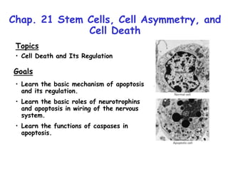Chap. 21 Stem Cells, Cell Asymmetry, and
Cell Death
Topics
• Cell Death and Its Regulation
Goals
• Learn the basic mechanism of apoptosis
and its regulation.
• Learn the basic roles of neurotrophins
and apoptosis in wiring of the nervous
system.
• Learn the functions of caspases in
apoptosis.
 
