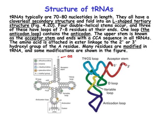Trna Code Genetic codons and translation of proteins | PPT