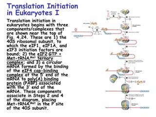 Translation Initiation
in Eukaryotes I
Translation initiation in
eukaryotes begins with three
components/complexes that
are shown near the top of
Fig. 4.24. These are 1) the
40S ribosomal subunit, to
which the eIF1, eIF1A, and
eIF3 initiation factors are
bound; 2) the eIF2.GTP +
Met-tRNAi
Met ternary
complex; and 3) a circular
mRNA formed by the binding
of the eIF4 cap-binding
complex at the 5’ end of the
mRNA to poly(A) binding
protein (PABP) associated
with the 3’ end of the
mRNA. These components
associate in Steps 2 and 4
of the diagram, placing
Met-tRNAi
Met in the P site
of the 40S subunit.
 