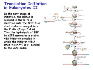 Translation Initiation
in Eukaryotes II
In the next stage of
initiation, the mRNA is
scanned in the 5’ to 3’
direction until the first AUG
start codon is brought into
the P site (Steps 5 & 6).
Then the hydrolysis of GTP
by eIF2 generates a stable
48S initiation complex in
which the initiator tRNA
(Met-tRNAi
Met) is H-bonded
to the AUG codon.
 