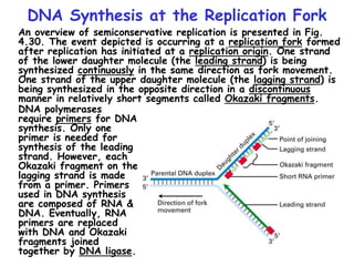 DNA Synthesis at the Replication Fork
An overview of semiconservative replication is presented in Fig.
4.30. The event depicted is occurring at a replication fork formed
after replication has initiated at a replication origin. One strand
of the lower daughter molecule (the leading strand) is being
synthesized continuously in the same direction as fork movement.
One strand of the upper daughter molecule (the lagging strand) is
being synthesized in the opposite direction in a discontinuous
manner in relatively short segments called Okazaki fragments.
DNA polymerases
require primers for DNA
synthesis. Only one
primer is needed for
synthesis of the leading
strand. However, each
Okazaki fragment on the
lagging strand is made
from a primer. Primers
used in DNA synthesis
are composed of RNA &
DNA. Eventually, RNA
primers are replaced
with DNA and Okazaki
fragments joined
together by DNA ligase.
 