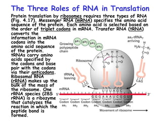The Three Roles of RNA in Translation
Protein translation by ribosomes requires three types of RNA
(Fig. 4.17). Messenger RNA (mRNA) specifies the amino acid
sequence of the protein. Each amino acid is selected based on
the order of triplet codons in mRNA. Transfer RNA (tRNA)
converts the
information in mRNA
codons into the
amino acid sequence
of the protein.
tRNAs carry amino
acids specified by
the codons and base
pair with the codons
via their anticodons.
Ribosomal RNA
(rRNA) makes up the
bulk of the mass of
the ribosome. One
rRNA species (28S
rRNA) is a ribozyme
that catalyzes the
reaction in which the
peptide bond is
formed.
 