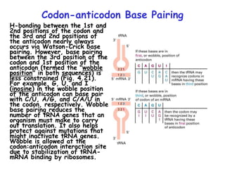 Codon-anticodon Base Pairing
H-bonding between the 1st and
2nd positions of the codon and
the 3rd and 2nd positions of
the anticodon nearly always
occurs via Watson-Crick base
pairing. However, base pairing
between the 3rd position of the
codon and 1st position of the
anticodon (termed the "wobble
position" in both sequences) is
less constrained (Fig. 4.21).
For example, G, U, and I
(inosine) in the wobble position
of the anticodon can base pair
with C/U, A/G, and C/A/U in
the codon, respectively. Wobble
base pairing reduces the
number of tRNA genes that an
organism must make to carry
out translation. It also helps
protect against mutations that
might inactivate tRNA genes.
Wobble is allowed at the
codon:anticodon interaction site
due to stabilization of tRNA-
mRNA binding by ribosomes.
 