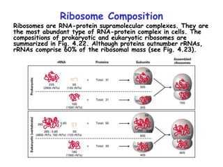Ribosome Composition
Ribosomes are RNA-protein supramolecular complexes. They are
the most abundant type of RNA-protein complex in cells. The
compositions of prokaryotic and eukaryotic ribosomes are
summarized in Fig. 4.22. Although proteins outnumber rRNAs,
rRNAs comprise 60% of the ribosomal mass (see Fig. 4.23).
 