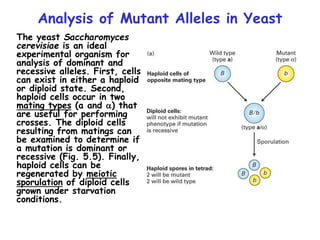 Analysis of Mutant Alleles in Yeast
The yeast Saccharomyces
cerevisiae is an ideal
experimental organism for
analysis of dominant and
recessive alleles. First, cells
can exist in either a haploid
or diploid state. Second,
haploid cells occur in two
mating types (a and a) that
are useful for performing
crosses. The diploid cells
resulting from matings can
be examined to determine if
a mutation is dominant or
recessive (Fig. 5.5). Finally,
haploid cells can be
regenerated by meiotic
sporulation of diploid cells
grown under starvation
conditions.
 