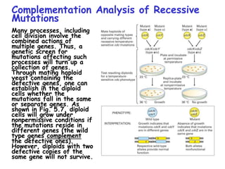 Complementation Analysis of Recessive
Mutations
Many processes, including
cell division involve the
combined actions of
multiple genes. Thus, a
genetic screen for
mutations affecting such
processes will turn up a
collection of genes.
Through mating haploid
yeast containing the
defective genes, one can
establish in the diploid
cells whether the
mutations fall in the same
or separate genes. As
shown in Fig. 5.7, diploid
cells will grow under
nonpermissive conditions if
the mutations reside in
different genes (the wild
type genes complement
the defective ones).
However, diploids with two
defective copies of the
same gene will not survive.
 
