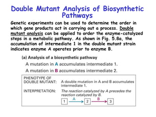 Double Mutant Analysis of Biosynthetic
Pathways
Genetic experiments can be used to determine the order in
which gene products act in carrying out a process. Double
mutant analysis can be applied to order the enzyme-catalyzed
steps in a metabolic pathway. As shown in Fig. 5.8a, the
accumulation of intermediate 1 in the double mutant strain
indicates enzyme A operates prior to enzyme B.
 