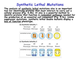 Synthetic Lethal Mutations
The analysis of synthetic lethal mutations also is an important
tool for identifying proteins that must interact to carry out a
cellular process (Fig. 5.9b). It also is a powerful method to
identify proteins that function in redundant pathways needed for
the production of an essential cell component (Fig. 5.9c). Unlike
suppressor mutations, synthetic lethal double mutants display a
loss of function phenotype.
 