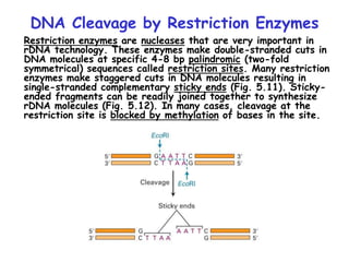 DNA Cleavage by Restriction Enzymes
Restriction enzymes are nucleases that are very important in
rDNA technology. These enzymes make double-stranded cuts in
DNA molecules at specific 4-8 bp palindromic (two-fold
symmetrical) sequences called restriction sites. Many restriction
enzymes make staggered cuts in DNA molecules resulting in
single-stranded complementary sticky ends (Fig. 5.11). Sticky-
ended fragments can be readily joined together to synthesize
rDNA molecules (Fig. 5.12). In many cases, cleavage at the
restriction site is blocked by methylation of bases in the site.
 
