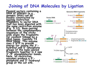 Joining of DNA Molecules by Ligation
Plasmid vectors containing a
DNA of interest (e.g.,
genomic DNA) can be
readily constructed by
ligating restriction
fragments to vector DNA
that has been digested with
the same restriction enzyme
(Fig. 5.12). Base-pairing
between the complementary
sequences of the sticky
ends aligns the fragments
for covalent linkage by a
DNA ligase, typically T4
DNA ligase. This enzyme
uses 2 ATP to provide
energy for joining the 3'-
hydroxyl and 5'-phosphate
groups of the base-paired
fragments together in 2 new
3'-5' phosphodiester bonds.
Note, all restriction
enzymes produce a 5'-
phosphate and 3'-hydroxyl
group at the cut site.
 