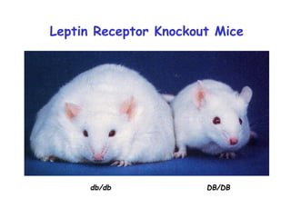 Leptin Receptor Knockout Mice
db/db DB/DB
 