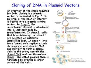 Cloning of DNA in Plasmid Vectors
An overview of the steps required
for DNA cloning in a plasmid
vector is presented in Fig. 5.14.
In Step 1, the DNA of interest
is ligated into a plasmid cloning
vector. In Step 2, the
recombinant plasmid is introduced
into E. coli host cells by
transformation. In Step 3, cells
that have taken up the plasmid
are selected on antibiotic
(ampicillin) agar. In Step 4, the
transformed cells replicate their
chromosomal and plasmid DNA
and multiply to form a colony.
Cells in the colony contain the
cloned DNA and are themselves
clones. The rDNA plasmid then is
harvested by growing a larger
culture of the cells.
1
2
3
4
4
 