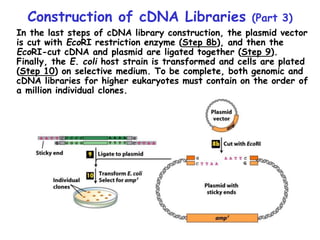 Construction of cDNA Libraries (Part 3)
In the last steps of cDNA library construction, the plasmid vector
is cut with EcoRI restriction enzyme (Step 8b), and then the
EcoRI-cut cDNA and plasmid are ligated together (Step 9).
Finally, the E. coli host strain is transformed and cells are plated
(Step 10) on selective medium. To be complete, both genomic and
cDNA libraries for higher eukaryotes must contain on the order of
a million individual clones.
 