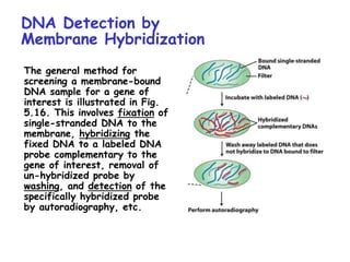 DNA Detection by
Membrane Hybridization
The general method for
screening a membrane-bound
DNA sample for a gene of
interest is illustrated in Fig.
5.16. This involves fixation of
single-stranded DNA to the
membrane, hybridizing the
fixed DNA to a labeled DNA
probe complementary to the
gene of interest, removal of
un-hybridized probe by
washing, and detection of the
specifically hybridized probe
by autoradiography, etc.
 