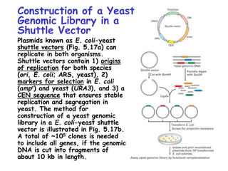 Construction of a Yeast
Genomic Library in a
Shuttle Vector
Plasmids known as E. coli-yeast
shuttle vectors (Fig. 5.17a) can
replicate in both organisms.
Shuttle vectors contain 1) origins
of replication for both species
(ori, E. coli; ARS, yeast), 2)
markers for selection in E. coli
(ampr) and yeast (URA3), and 3) a
CEN sequence that ensures stable
replication and segregation in
yeast. The method for
construction of a yeast genomic
library in a E. coli-yeast shuttle
vector is illustrated in Fig. 5.17b.
A total of ~105 clones is needed
to include all genes, if the genomic
DNA is cut into fragments of
about 10 kb in length.
 