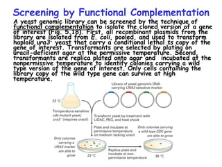 Screening by Functional Complementation
A yeast genomic library can be screened by the technique of
functional complementation to isolate the cloned version of a gene
of interest (Fig. 5.18). First, all recombinant plasmids from the
library are isolated from E. coli, pooled, and used to transform
haploid ura3- yeast that carry a conditional lethal ts copy of the
gene of interest. Transformants are selected by plating on
uracil-deficient agar at the permissive temperature. Second,
transformants are replica plated onto agar and incubated at the
nonpermissive temperature to identify colonies carrying a wild
type version of the gene of interest. Only cells containing the
library copy of the wild type gene can survive at high
temperature.
 