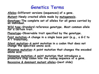 Alleles-Different versions (sequences) of a gene.
Mutant-Newly created allele made by mutagenesis.
Genotype-The complete set of alleles for all genes carried by
an individual.
Wild type-Standard reference genotype. Most common allele
for a certain trait.
Phenotype-Observable trait specified by the genotype.
Point mutation-A change in a single base pair (e.g., a G.C to
A.T transition).
Silent mutation-A point mutation in a codon that does not
change the specified amino acid.
Missense mutation-A point mutation that changes the encoded
amino acid.
Nonsense mutation-A point mutation that introduces a
premature stop codon into the coding sequence of a gene.
Recessive & dominant mutant alleles-(next slide)
Genetics Terms
 