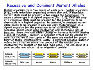 Recessive and Dominant Mutant Alleles
Diploid organisms have two copies of each gene; haploid organisms
(e.g., some unicellular organisms) contain only one. A recessive
mutant allele must be present in two copies (be homozygous) to
cause a phenotype in a diploid organism (Fig. 5.2). Only one copy
of a recessive allele must be present for the phenotype to be
observable in a haploid organism. In contrast, a dominant mutant
allele needs to be present in only one copy (heterozygous) in a
diploid organism for the phenotype to be observable. Most
recessive alleles cause gene inactivation and phenotypic loss of
function. Some dominant alleles change or increase activity causing
a gain of function. However, a dominant affect can be caused by
gene inactivation if two copies of the gene are needed for proper
function (haplo-insufficiency). Lastly, a dominant negative mutation
refers to a situation where the product of the mutant gene
inactivates the product of the wild-type gene. This can occur if a
gene encodes one subunit of an oligomeric protein.
 