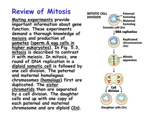 Review of Mitosis
Mating experiments provide
important information about gene
function. These experiments
demand a thorough knowledge of
meiosis and production of
gametes (sperm & egg cells in
higher eukaryotes). In Fig. 5.3,
mitosis is described to contrast
it with meiosis. In mitosis, one
round of DNA replication in a
diploid somatic cell is followed by
one cell division. The paternal
and maternal homologous
chromosomes (homologs) first are
duplicated. The sister
chromatids then are separated
by a cell division. The daughter
cells end up with one copy of
each paternal and maternal
chromosome and are diploid (2n).
 