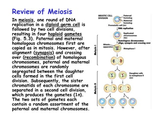 Review of Meiosis
In meiosis, one round of DNA
replication in a diploid germ cell is
followed by two cell divisions,
resulting in four haploid gametes
(Fig. 5.3). Paternal and maternal
homologous chromosomes first are
copied as in mitosis. However, after
alignment (synapsis) and crossing
over (recombination) of homologous
chromosomes, paternal and maternal
chromosomes are randomly
segregated between the daughter
cells formed in the first cell
division. Subsequently, the sister
chromatids of each chromosome are
separated in a second cell division,
which produces the gametes (1n).
The two sets of gametes each
contain a random assortment of the
paternal and maternal chromosomes.
 
