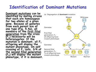 Identification of Dominant Mutations
Dominant mutations can be
identified by mating strains
that each are homozygous
for two alleles of a given
gene. Because all gametes
from each parent are of
one type (Fig. 5.4a), all
members of the first filial
generation from the cross
(F1) necessarily will be
heterozygotes. If the
mutation is dominant, all F1
offspring will display the
mutant phenotype. On self
crossing of F1 cells, 3/4 of
the second filial generation
(F2) will display the mutant
phenotype, if it is dominant.
 