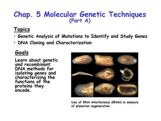 Chap. 5 Molecular Genetic Techniques
(Part A)
Topics
• Genetic Analysis of Mutations to Identify and Study Genes
• DNA Cloning and Characterization
Goals
Learn about genetic
and recombinant
DNA methods for
isolating genes and
characterizing the
functions of the
proteins they
encode.
Use of RNA interference (RNAi) in analysis
of planarian regeneration
 