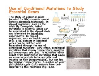 Molecular Genetics (Tecniques)-lecture.ppt