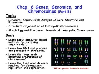 Chap. 6 Genes, Genomics, and
Chromosomes (Part B)
Topics
• Genomics: Genome-wide Analysis of Gene Structure and
Expression
• Structural Organization of Eukaryotic Chromosomes
• Morphology and Functional Elements of Eukaryotic Chromosomes
Goals
• Learn about computer-based
methods for analyzing
sequence data.
• Learn how DNA and proteins
are packaged in chromatin.
• Learn the large-scale
structure organization of
chromosomes.
• Learn the functional elements
required for chromosome
replication and segregation. RxFISH-painted human chromosomes.
 