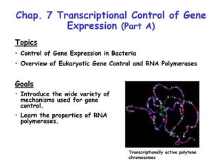 Chap. 7 Transcriptional Control of Gene
Expression (Part A)
Topics
• Control of Gene Expression in Bacteria
• Overview of Eukaryotic Gene Control and RNA Polymerases
Goals
• Introduce the wide variety of
mechanisms used for gene
control.
• Learn the properties of RNA
polymerases.
Transcriptionally active polytene
chromosomes
 