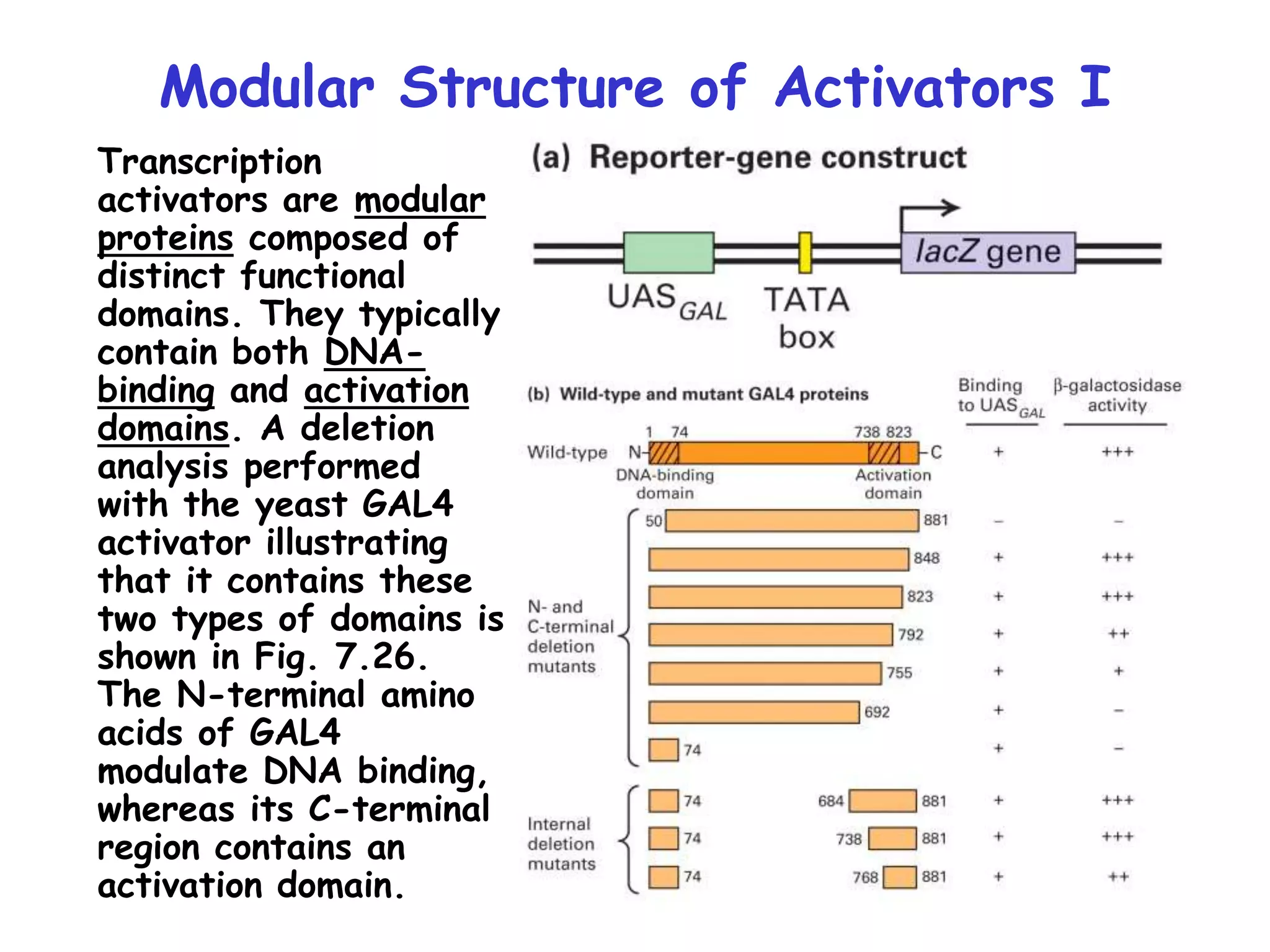 Modular Structure of Activators I
Transcription
activators are modular
proteins composed of
distinct functional
domains. They typically
contain both DNA-
binding and activation
domains. A deletion
analysis performed
with the yeast GAL4
activator illustrating
that it contains these
two types of domains is
shown in Fig. 7.26.
The N-terminal amino
acids of GAL4
modulate DNA binding,
whereas its C-terminal
region contains an
activation domain.
 