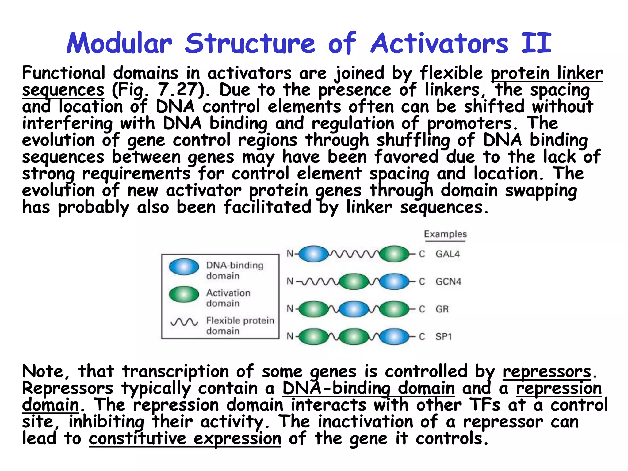 Modular Structure of Activators II
Functional domains in activators are joined by flexible protein linker
sequences (Fig. 7.27). Due to the presence of linkers, the spacing
and location of DNA control elements often can be shifted without
interfering with DNA binding and regulation of promoters. The
evolution of gene control regions through shuffling of DNA binding
sequences between genes may have been favored due to the lack of
strong requirements for control element spacing and location. The
evolution of new activator protein genes through domain swapping
has probably also been facilitated by linker sequences.
Note, that transcription of some genes is controlled by repressors.
Repressors typically contain a DNA-binding domain and a repression
domain. The repression domain interacts with other TFs at a control
site, inhibiting their activity. The inactivation of a repressor can
lead to constitutive expression of the gene it controls.
 