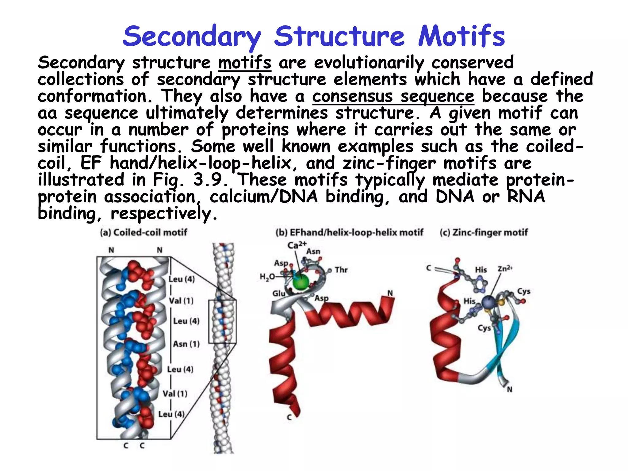 Secondary Structure Motifs
Secondary structure motifs are evolutionarily conserved
collections of secondary structure elements which have a defined
conformation. They also have a consensus sequence because the
aa sequence ultimately determines structure. A given motif can
occur in a number of proteins where it carries out the same or
similar functions. Some well known examples such as the coiled-
coil, EF hand/helix-loop-helix, and zinc-finger motifs are
illustrated in Fig. 3.9. These motifs typically mediate protein-
protein association, calcium/DNA binding, and DNA or RNA
binding, respectively.
 