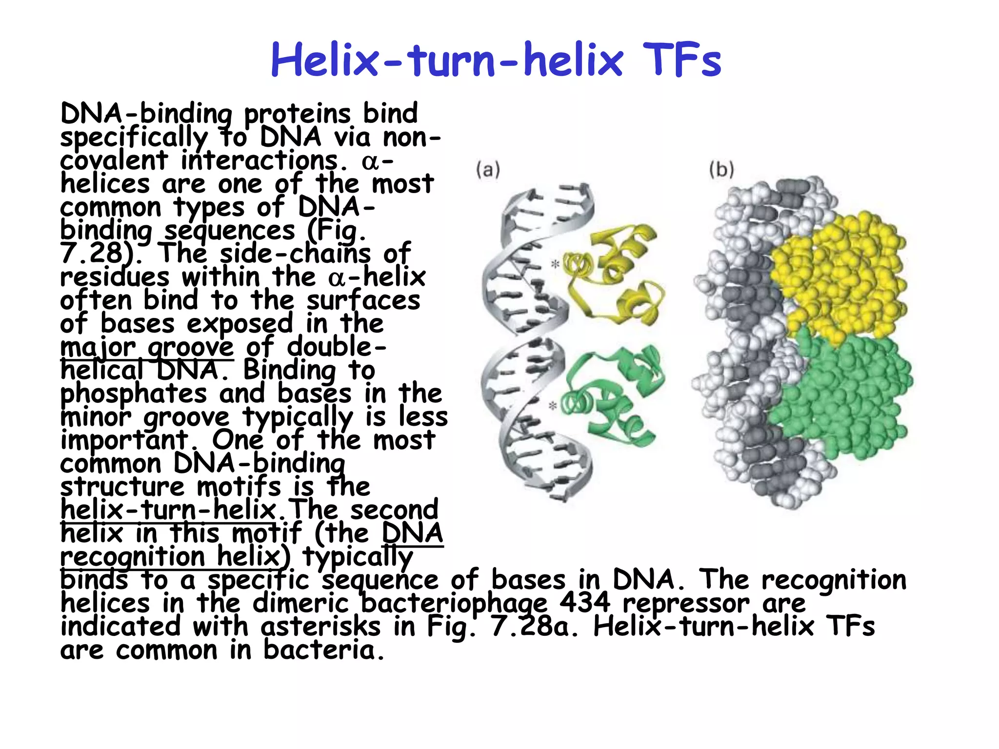Helix-turn-helix TFs
DNA-binding proteins bind
specifically to DNA via non-
covalent interactions. a-
helices are one of the most
common types of DNA-
binding sequences (Fig.
7.28). The side-chains of
residues within the a-helix
often bind to the surfaces
of bases exposed in the
major groove of double-
helical DNA. Binding to
phosphates and bases in the
minor groove typically is less
important. One of the most
common DNA-binding
structure motifs is the
helix-turn-helix.The second
helix in this motif (the DNA
recognition helix) typically
binds to a specific sequence of bases in DNA. The recognition
helices in the dimeric bacteriophage 434 repressor are
indicated with asterisks in Fig. 7.28a. Helix-turn-helix TFs
are common in bacteria.
 
