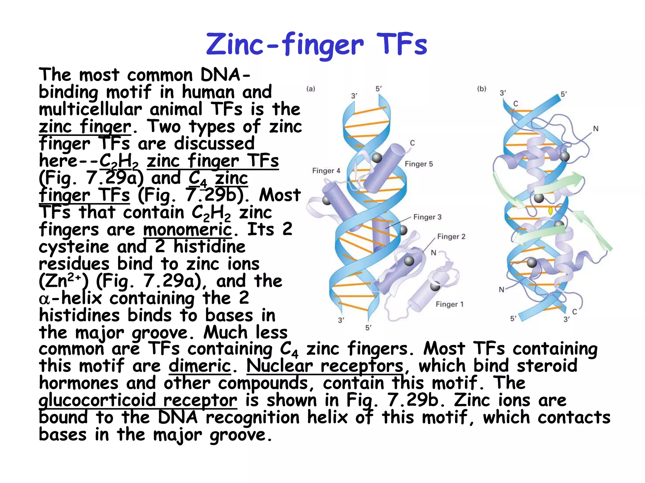 Zinc-finger TFs
The most common DNA-
binding motif in human and
multicellular animal TFs is the
zinc finger. Two types of zinc
finger TFs are discussed
here--C2H2 zinc finger TFs
(Fig. 7.29a) and C4 zinc
finger TFs (Fig. 7.29b). Most
TFs that contain C2H2 zinc
fingers are monomeric. Its 2
cysteine and 2 histidine
residues bind to zinc ions
(Zn2+) (Fig. 7.29a), and the
a-helix containing the 2
histidines binds to bases in
the major groove. Much less
common are TFs containing C4 zinc fingers. Most TFs containing
this motif are dimeric. Nuclear receptors, which bind steroid
hormones and other compounds, contain this motif. The
glucocorticoid receptor is shown in Fig. 7.29b. Zinc ions are
bound to the DNA recognition helix of this motif, which contacts
bases in the major groove.
 
