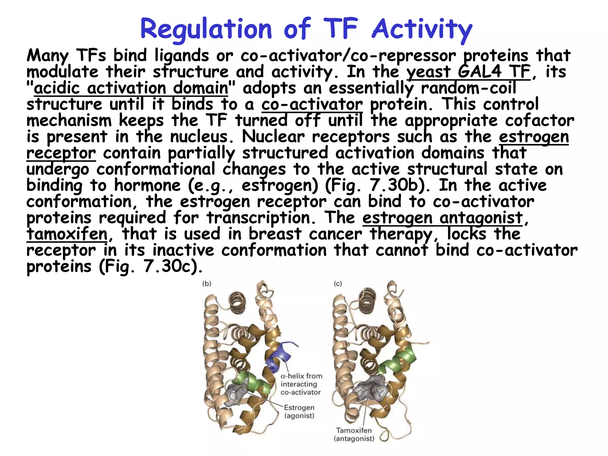 Regulation of TF Activity
Many TFs bind ligands or co-activator/co-repressor proteins that
modulate their structure and activity. In the yeast GAL4 TF, its
"acidic activation domain" adopts an essentially random-coil
structure until it binds to a co-activator protein. This control
mechanism keeps the TF turned off until the appropriate cofactor
is present in the nucleus. Nuclear receptors such as the estrogen
receptor contain partially structured activation domains that
undergo conformational changes to the active structural state on
binding to hormone (e.g., estrogen) (Fig. 7.30b). In the active
conformation, the estrogen receptor can bind to co-activator
proteins required for transcription. The estrogen antagonist,
tamoxifen, that is used in breast cancer therapy, locks the
receptor in its inactive conformation that cannot bind co-activator
proteins (Fig. 7.30c).
 
