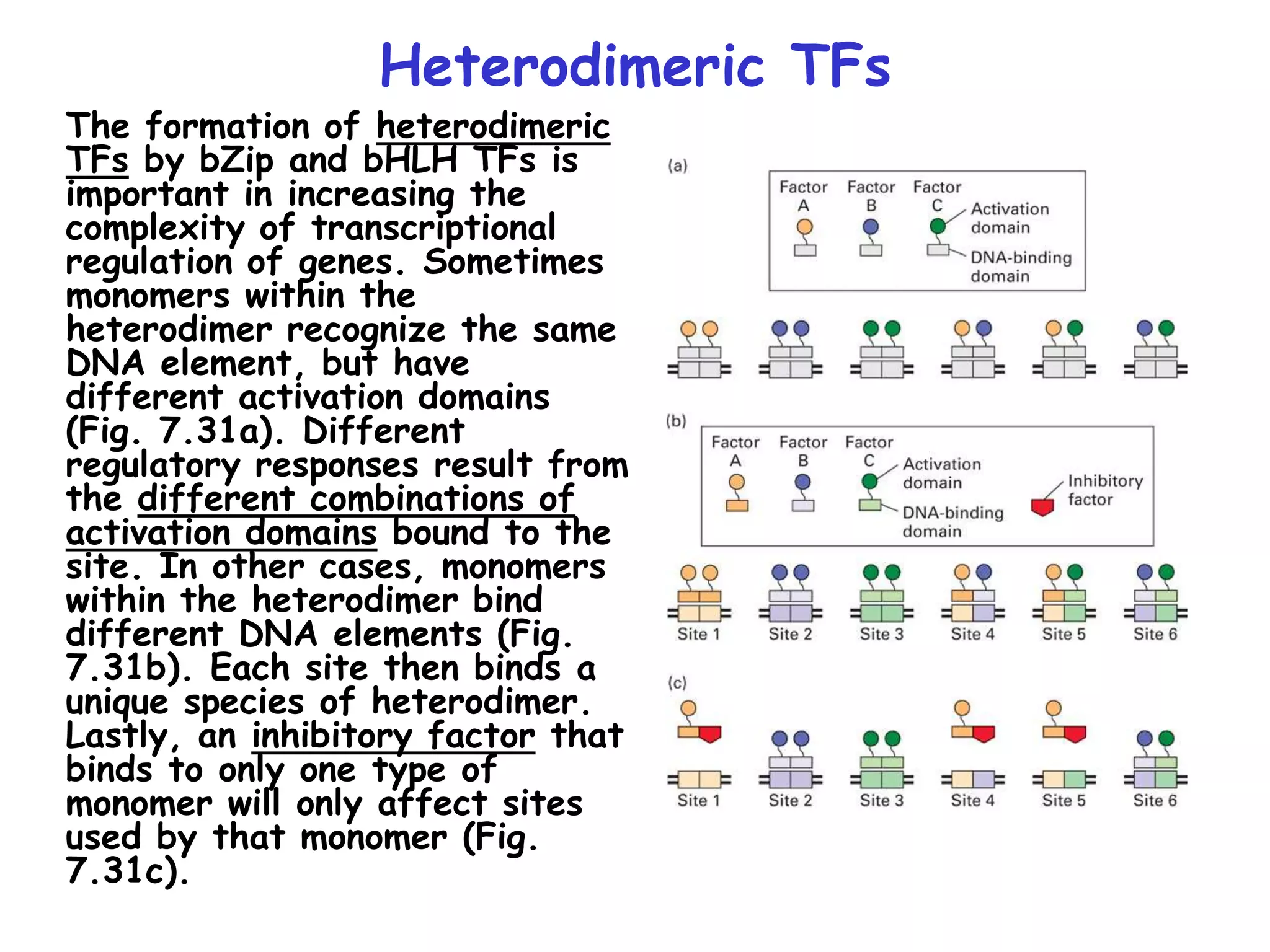 Heterodimeric TFs
The formation of heterodimeric
TFs by bZip and bHLH TFs is
important in increasing the
complexity of transcriptional
regulation of genes. Sometimes
monomers within the
heterodimer recognize the same
DNA element, but have
different activation domains
(Fig. 7.31a). Different
regulatory responses result from
the different combinations of
activation domains bound to the
site. In other cases, monomers
within the heterodimer bind
different DNA elements (Fig.
7.31b). Each site then binds a
unique species of heterodimer.
Lastly, an inhibitory factor that
binds to only one type of
monomer will only affect sites
used by that monomer (Fig.
7.31c).
 