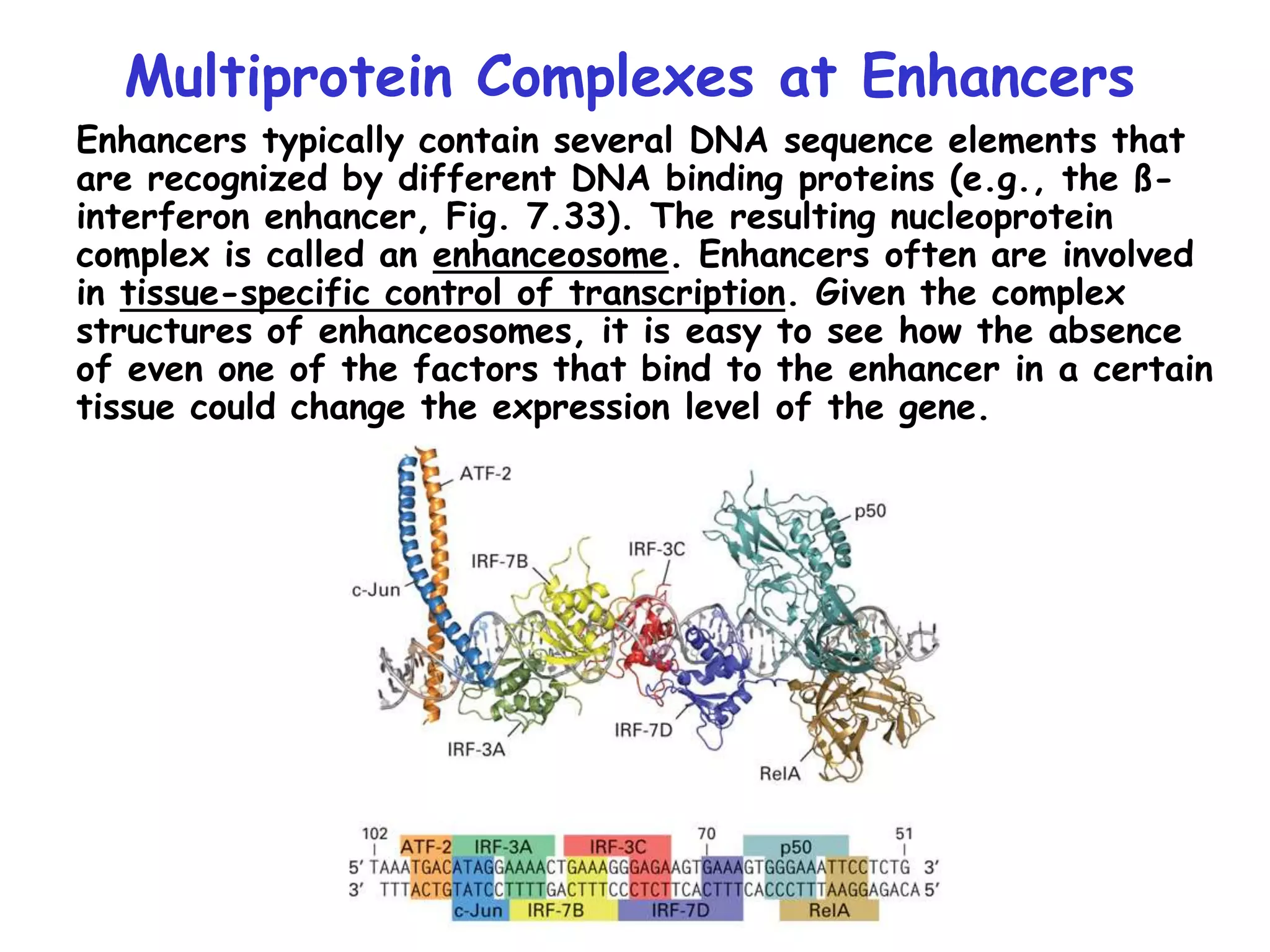 Multiprotein Complexes at Enhancers
Enhancers typically contain several DNA sequence elements that
are recognized by different DNA binding proteins (e.g., the ß-
interferon enhancer, Fig. 7.33). The resulting nucleoprotein
complex is called an enhanceosome. Enhancers often are involved
in tissue-specific control of transcription. Given the complex
structures of enhanceosomes, it is easy to see how the absence
of even one of the factors that bind to the enhancer in a certain
tissue could change the expression level of the gene.
 
