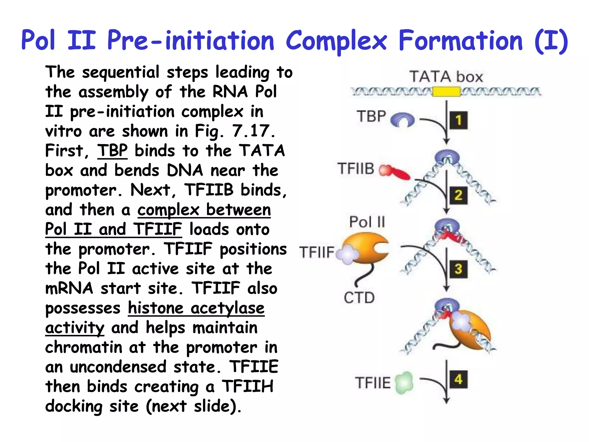 Pol II Pre-initiation Complex Formation (I)
The sequential steps leading to
the assembly of the RNA Pol
II pre-initiation complex in
vitro are shown in Fig. 7.17.
First, TBP binds to the TATA
box and bends DNA near the
promoter. Next, TFIIB binds,
and then a complex between
Pol II and TFIIF loads onto
the promoter. TFIIF positions
the Pol II active site at the
mRNA start site. TFIIF also
possesses histone acetylase
activity and helps maintain
chromatin at the promoter in
an uncondensed state. TFIIE
then binds creating a TFIIH
docking site (next slide).
 