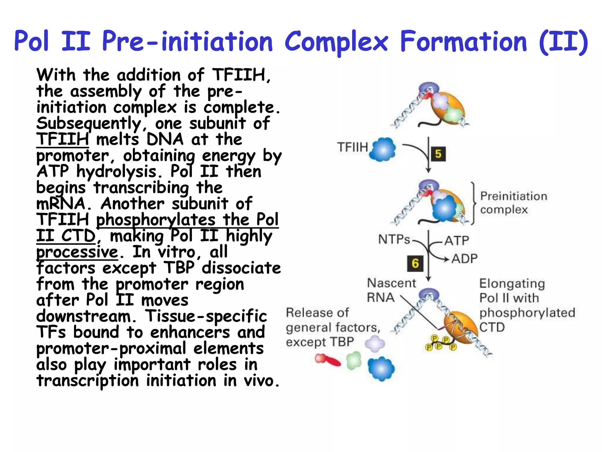 Pol II Pre-initiation Complex Formation (II)
With the addition of TFIIH,
the assembly of the pre-
initiation complex is complete.
Subsequently, one subunit of
TFIIH melts DNA at the
promoter, obtaining energy by
ATP hydrolysis. Pol II then
begins transcribing the
mRNA. Another subunit of
TFIIH phosphorylates the Pol
II CTD, making Pol II highly
processive. In vitro, all
factors except TBP dissociate
from the promoter region
after Pol II moves
downstream. Tissue-specific
TFs bound to enhancers and
promoter-proximal elements
also play important roles in
transcription initiation in vivo.
 