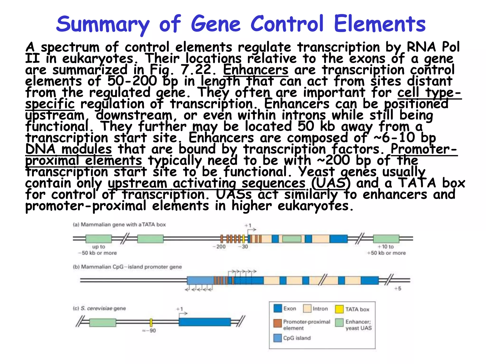 Summary of Gene Control Elements
A spectrum of control elements regulate transcription by RNA Pol
II in eukaryotes. Their locations relative to the exons of a gene
are summarized in Fig. 7.22. Enhancers are transcription control
elements of 50-200 bp in length that can act from sites distant
from the regulated gene. They often are important for cell type-
specific regulation of transcription. Enhancers can be positioned
upstream, downstream, or even within introns while still being
functional. They further may be located 50 kb away from a
transcription start site. Enhancers are composed of ~6-10 bp
DNA modules that are bound by transcription factors. Promoter-
proximal elements typically need to be with ~200 bp of the
transcription start site to be functional. Yeast genes usually
contain only upstream activating sequences (UAS) and a TATA box
for control of transcription. UASs act similarly to enhancers and
promoter-proximal elements in higher eukaryotes.
 