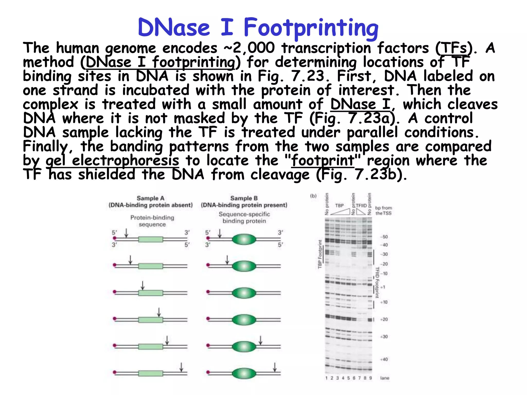 DNase I Footprinting
The human genome encodes ~2,000 transcription factors (TFs). A
method (DNase I footprinting) for determining locations of TF
binding sites in DNA is shown in Fig. 7.23. First, DNA labeled on
one strand is incubated with the protein of interest. Then the
complex is treated with a small amount of DNase I, which cleaves
DNA where it is not masked by the TF (Fig. 7.23a). A control
DNA sample lacking the TF is treated under parallel conditions.
Finally, the banding patterns from the two samples are compared
by gel electrophoresis to locate the "footprint" region where the
TF has shielded the DNA from cleavage (Fig. 7.23b).
 